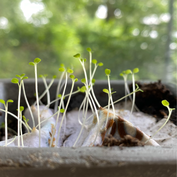 Plantable Postcards - Image 2